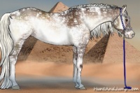 Horse Color:White Spotted Liver Red Onyx Ice Sabino
