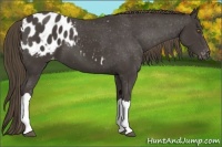 Horse Color:Smoky Black Appaloosa 