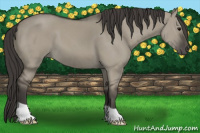 Horse Color:Smoky Grullo