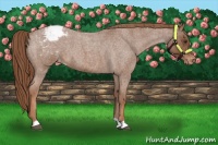 Horse Color:Red Roan Appaloosa