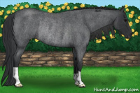 Horse Color:Blue Roan Rabicano 