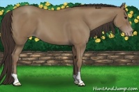 Horse Color:Classic Champagne