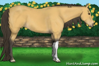 Horse Color:Buckskin 