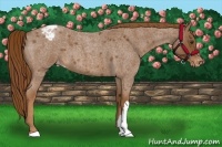 Horse Color:Red Roan Appaloosa 