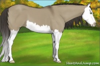 Horse Color:Smoky Grullo Splash