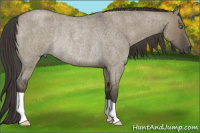Horse Color:Smoky Grullo Roan Rabicano 