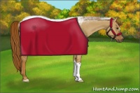 Horse Color:Red Dun Rabicano