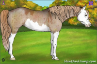 Horse Color:Liver Red Dun Splash Brindle 