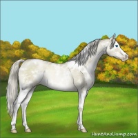 Horse Color:White Spotted Chocolate Palomino Pearl Dun Splash Rabicano