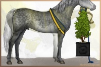 Horse Color:Silver Black Chinchilla 