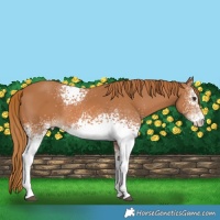 Horse Color:White Spotted Chestnut 