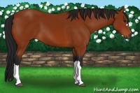 Horse Color:Gray Bay 