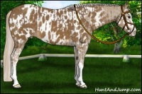 Horse Color:Chocolate Palomino Sabino Splash and Chocolate Palomino Sabino Appaloosa