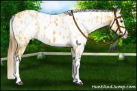 Horse Color:Buckskin Appaloosa and Buckskin Splash Appaloosa