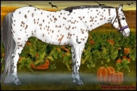 Horse Color:Bay Frame Appaloosa  and Bay Frame Appaloosa 