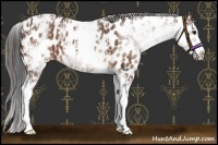 Horse Color:White Spotted Brown Splash Near Fewspot and White Spotted Bay Splash Leopard