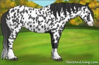 Horse Color:Black Splash Appaloosa 