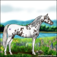 Horse Color:White Spotted Silver Black Tobiano Near Leopard