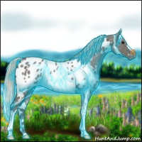 Horse Color:Thunderstruck White Spotted Silver Black Appaloosa 