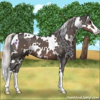 Horse Color:White Spotted Silver Black Sabino