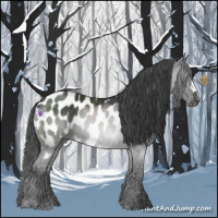 Horse Color:Black Appaloosa 