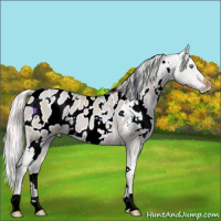 Horse Color:Watercolor White Spotted Silver Classic Champagne Dun Appaloosa 