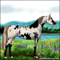Horse Color:White Spotted Buckskin Pearl Dun Sabino Blanket