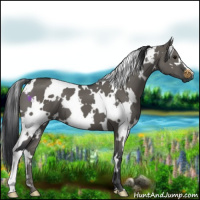 Horse Color:White Spotted Grullo 