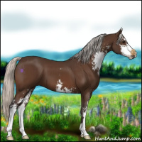 Horse Color:Silver Brown Sabino 