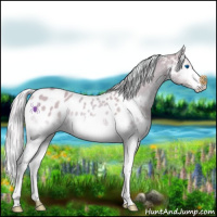 Horse Color:Watercolor Silver Buckskin Onyx Splash Near Leopard 