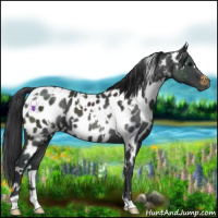 Horse Color:White Spotted Black Appaloosa