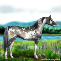 Horse Color:White Spotted Blue Onyx 