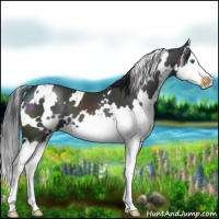 Horse Color:White Spotted Black Splash Appaloosa 