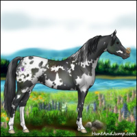 Horse Color:White Spotted Black Appaloosa