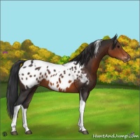 Horse Color:Brown Tobiano Appaloosa