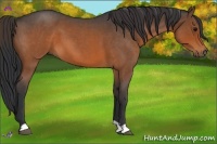Horse Color:Brown Roan