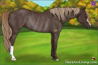 Horse Color:Liver Chestnut Rabicano 
