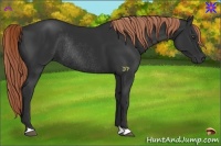 Horse Color:Liver Chestnut Rabicano 