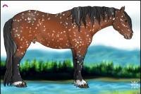 Horse Color:Brown Appaloosa