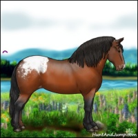 Horse Color:Brown Appaloosa 