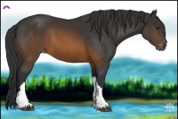 Horse Color:Brown Appaloosa 