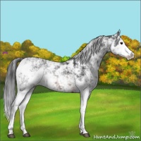 Horse Color:Brown Ice Sabino 