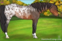 Horse Color:Buckskin Ice Roan 