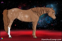 Horse Color:Chestnut Rabicano 