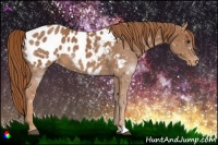 Horse Color:Chestnut Appaloosa