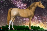Horse Color:Chestnut Rabicano
