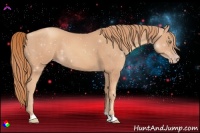 Horse Color:Gold Champagne