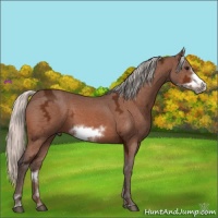 Horse Color:Silver Bay Ice Sabino Frame