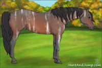 Horse Color:Bay Ice Frame 