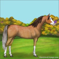 Horse Color:Buckskin Roan Splash 